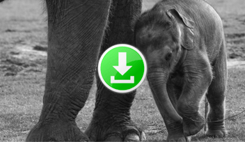 black and white elephant with a download sign
