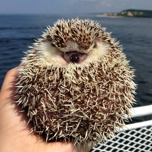 hedgehog2