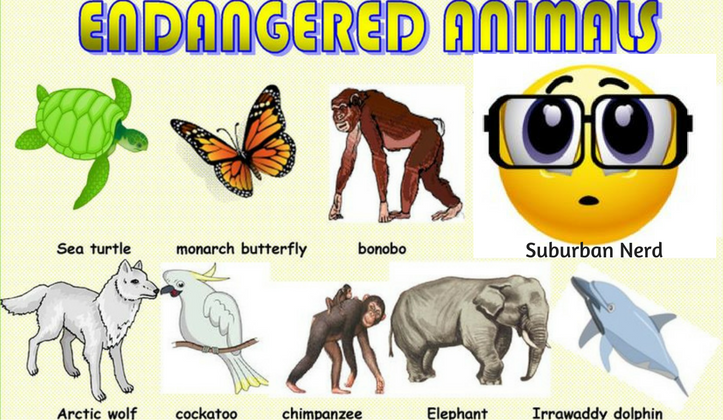 endangered animals suburb programmers 