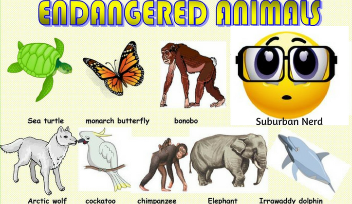 endangered animals suburb programmers