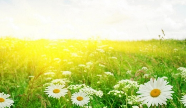 summer sun in a field of white flowers