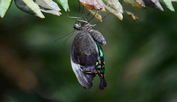 butterfly in cocoon 